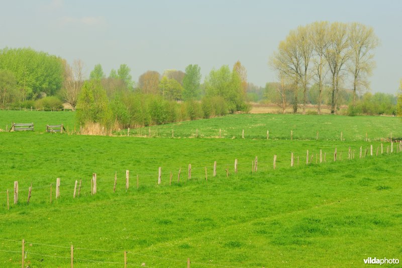 Springels