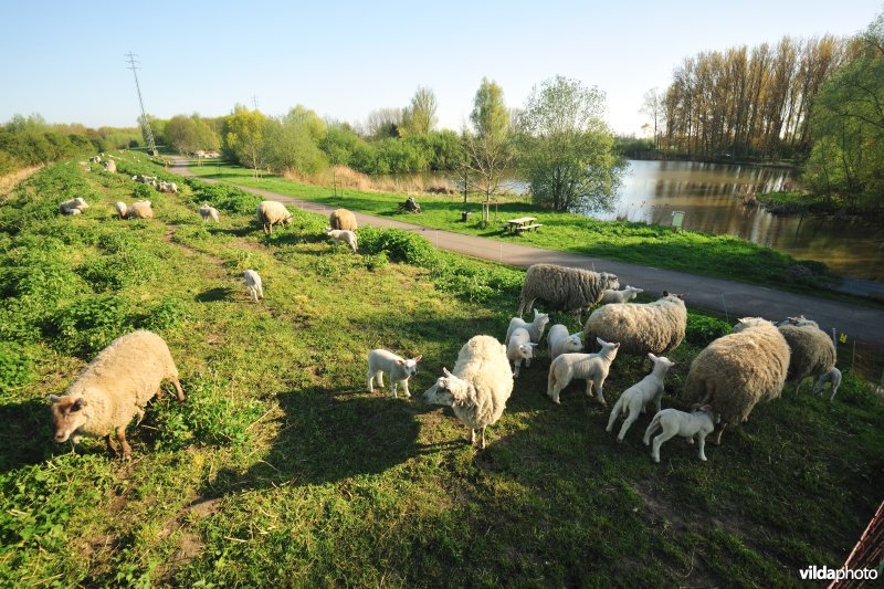 Dijkbegrazing langs de Durme