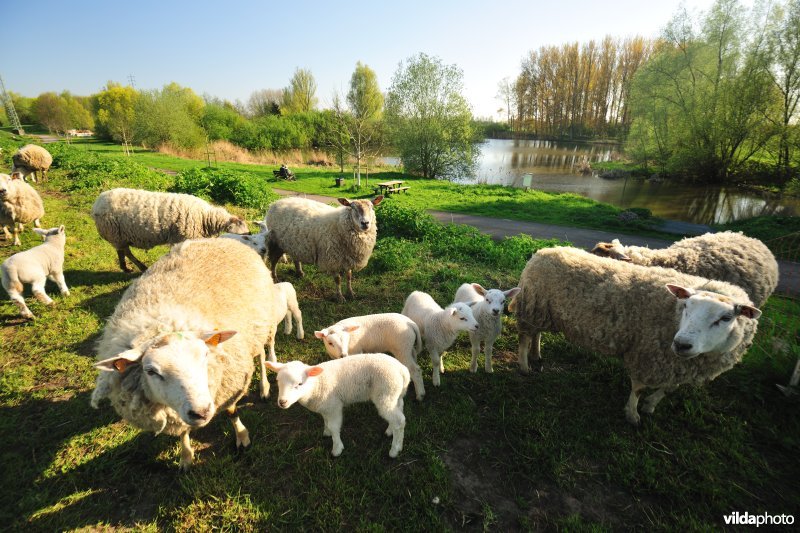 Dijkbegrazing langs de Durme