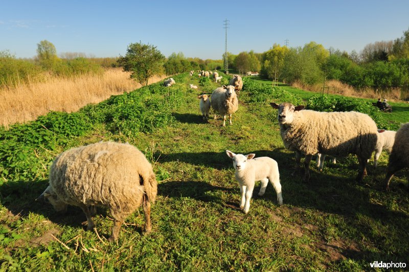 Dijkbegrazing langs de Durme