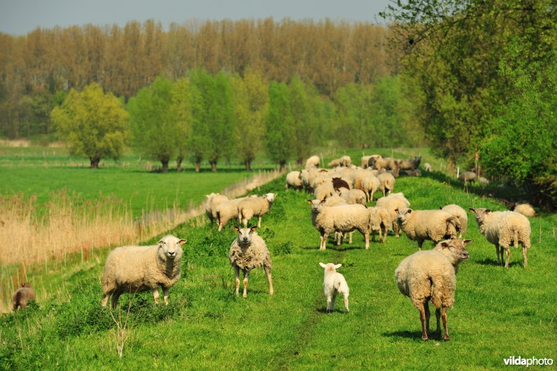 Bergenmeersen