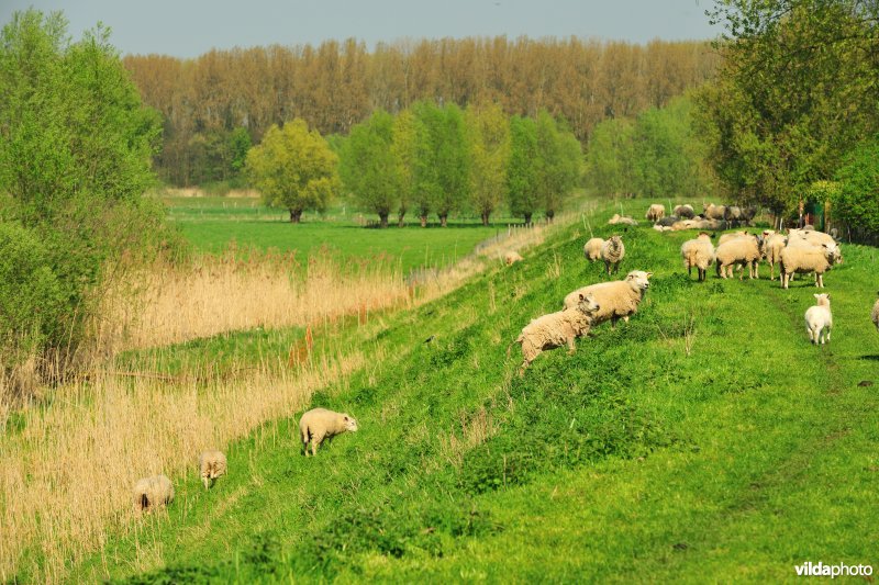 Bergenmeersen