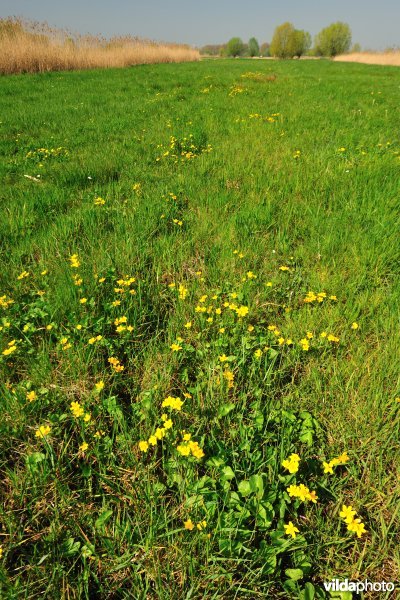 Belham in de Kalkense meersen
