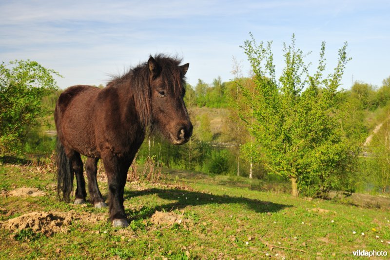 Begrazing op de kanaalbermen