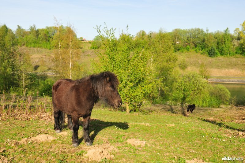 Begrazing op de kanaalbermen