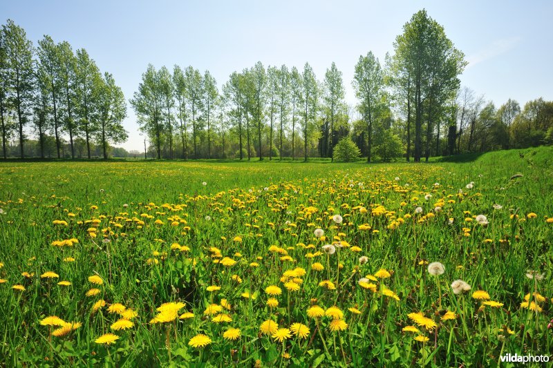 Hooilanden langs de Grote Nete