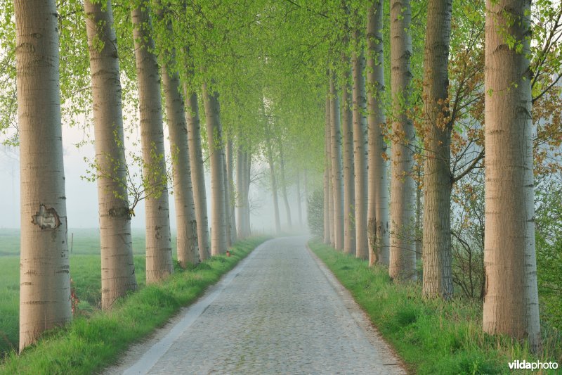 Populierendreef in de KBR-polder