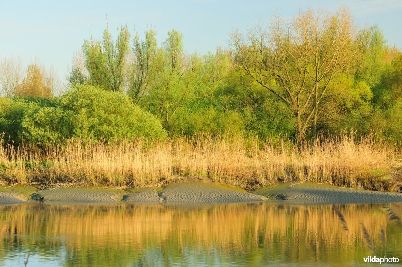 Zoetwaterschorren van de Durme