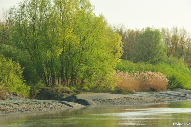 Zoetwaterschorren van de Durme