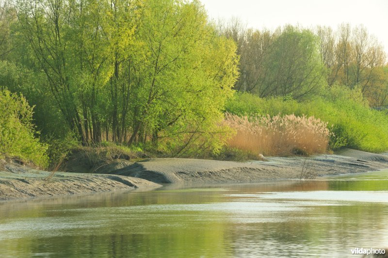 Zoetwaterschorren van de Durme