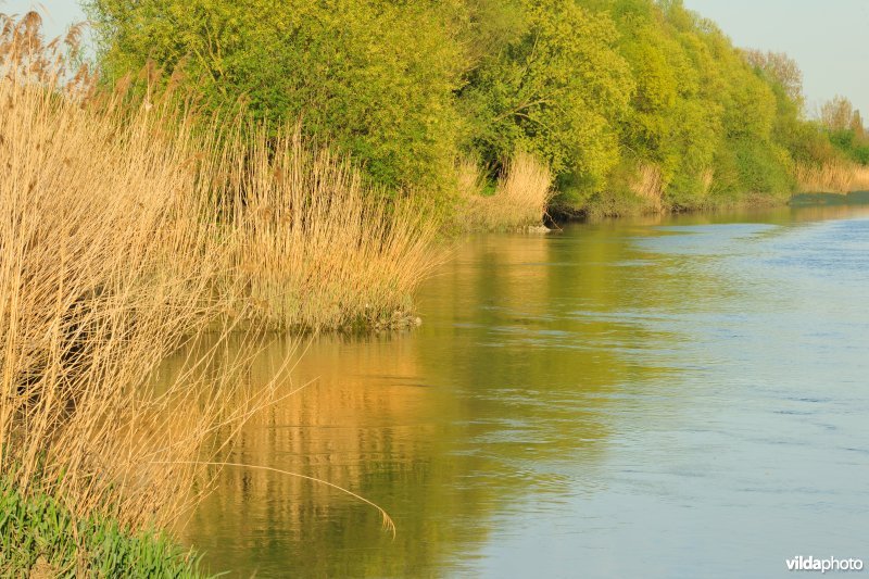 Zoetwaterschorren van de Durme