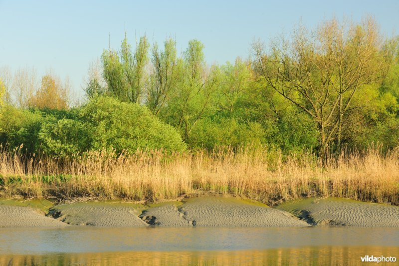 Zoetwaterschorren van de Durme