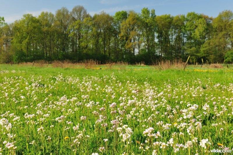 Hooilanden langs de Grote Nete