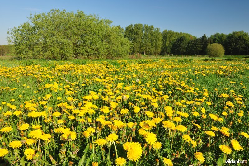 Hooilanden langs de Grote Nete