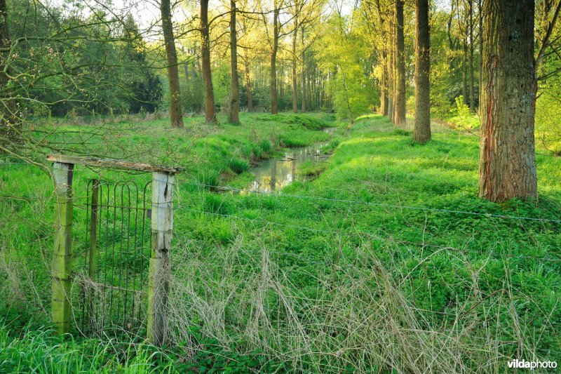 Populierenbos langs de Grote Nete