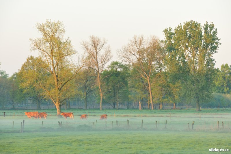 Vallei van de Grote Nete