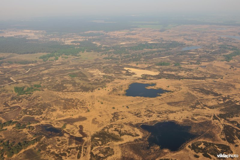 Kalmthoutse heide