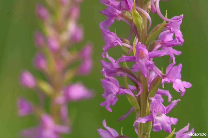 Duo Grote muggenorchis