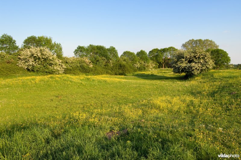 Landschap met boterbloemgraslanden in de oude rivier uiterwaarden van Cortenoever