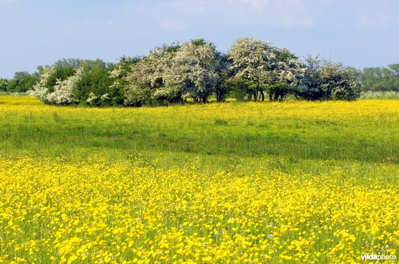 Bloeiende meidoorns in een veld met bloeiende scherpe boterbloemen