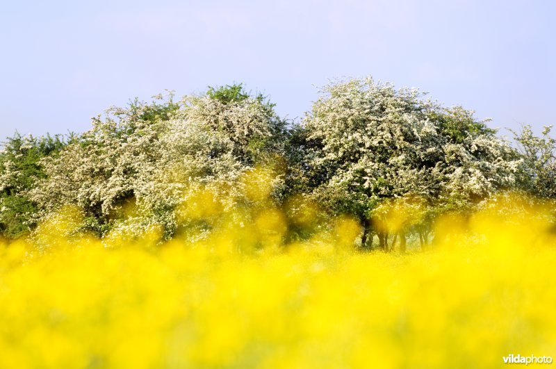 Boterbloemen en meidoornhagen