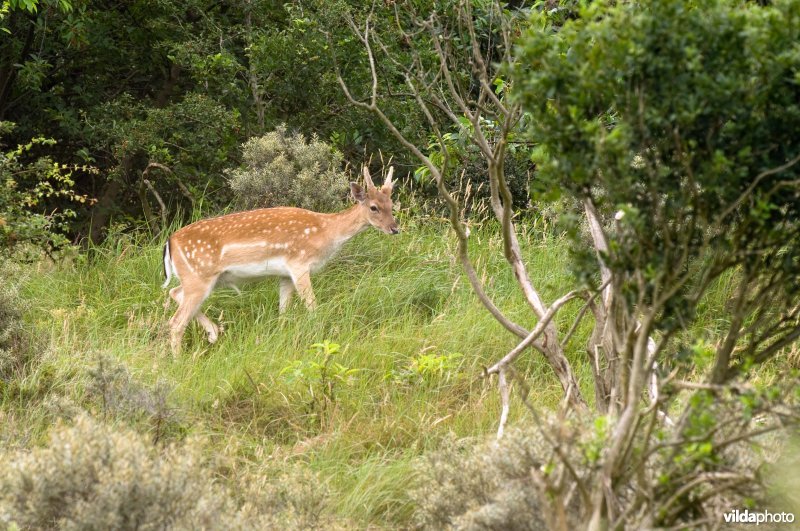 Een damhert in de Kennemerduinen