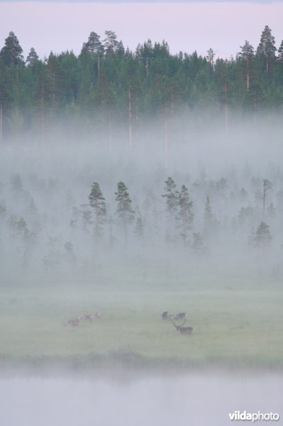 Rendieren in de mist