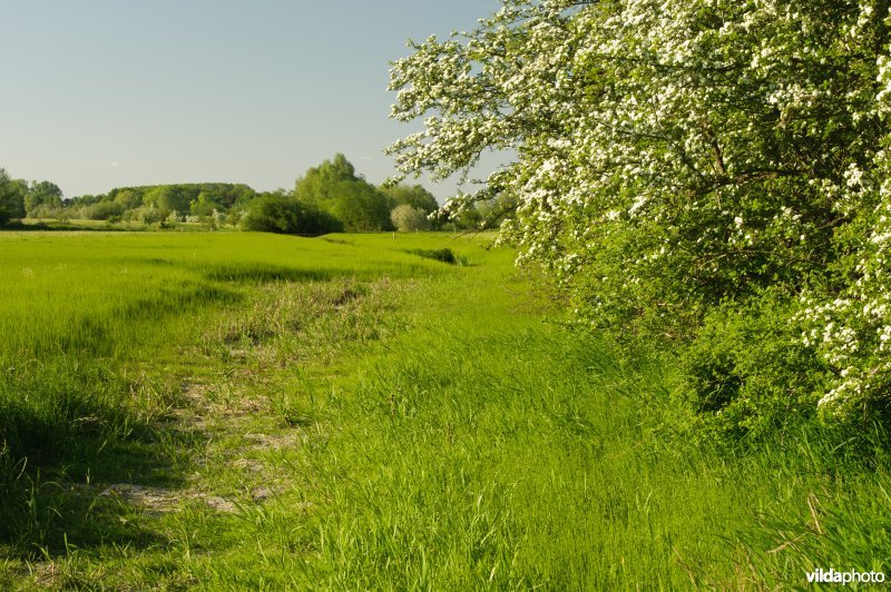 Landschap met bloeiende meidoornhagen