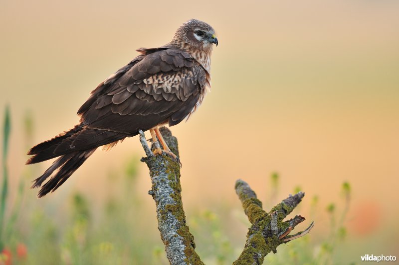 Vrouwtje Grauwe kiekendief