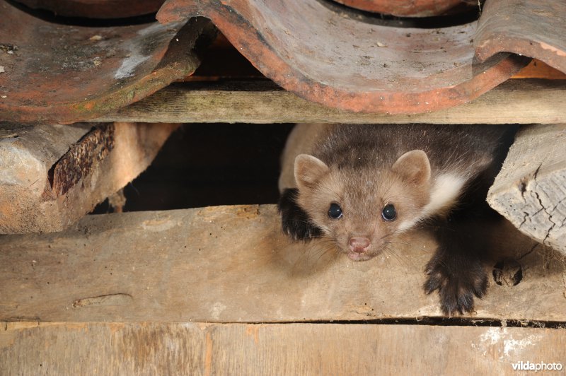 Steenmarter komt vanonder het dak