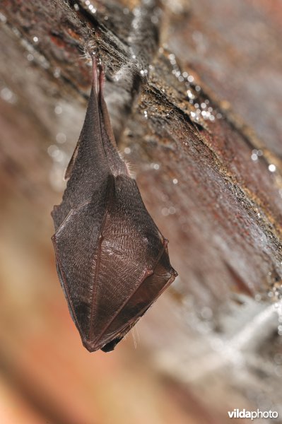 Kleine hoefijzerneus in winterslaap