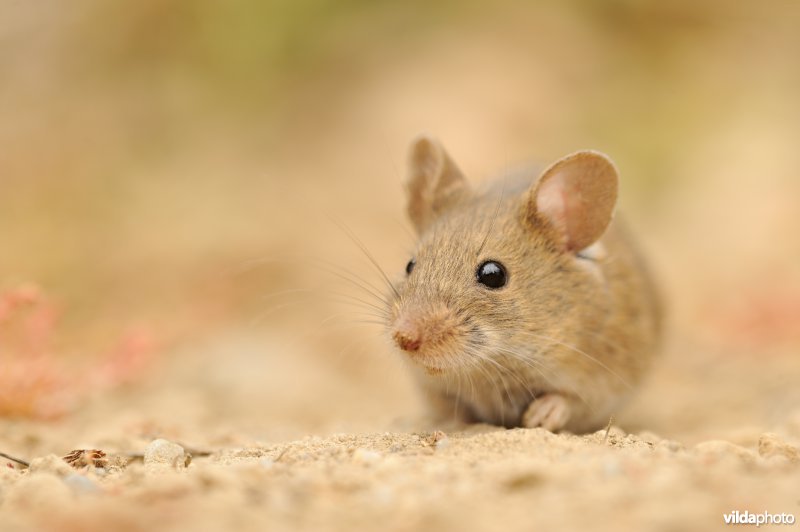 Algerijnse huismuis