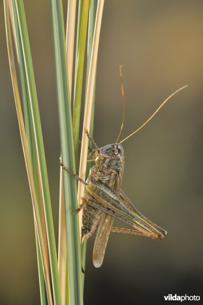 Duinsabelsprinkhaan