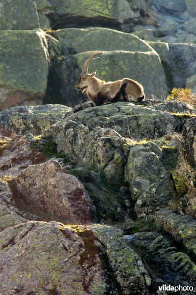 Iberische steenbok