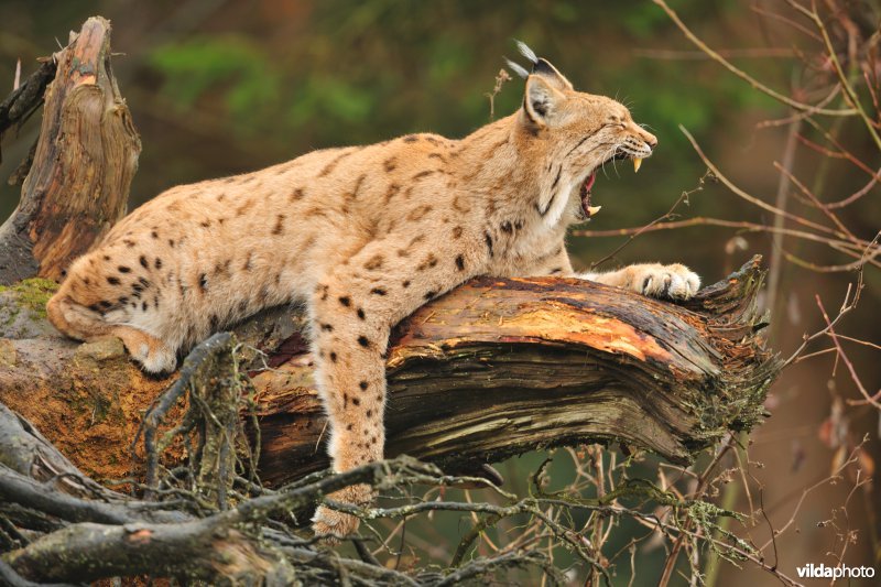 Geeuwende Lynx