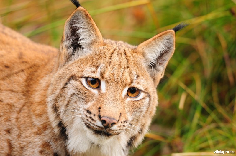 Kop van Lynx