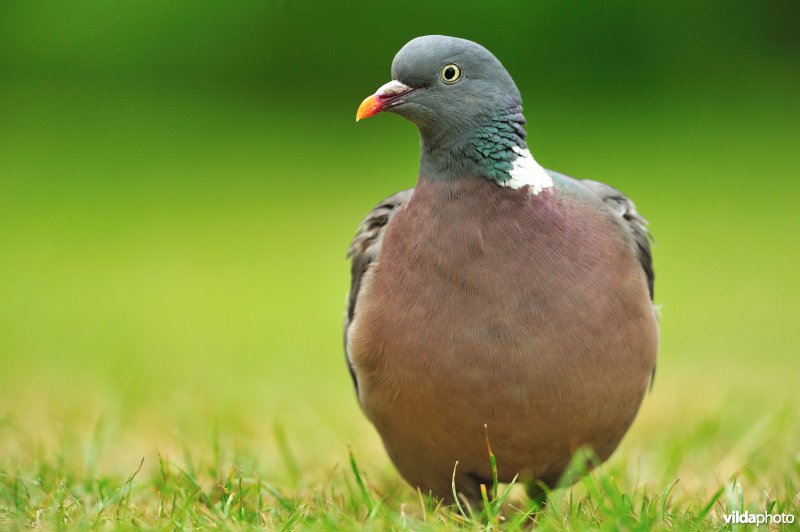 Houtduif