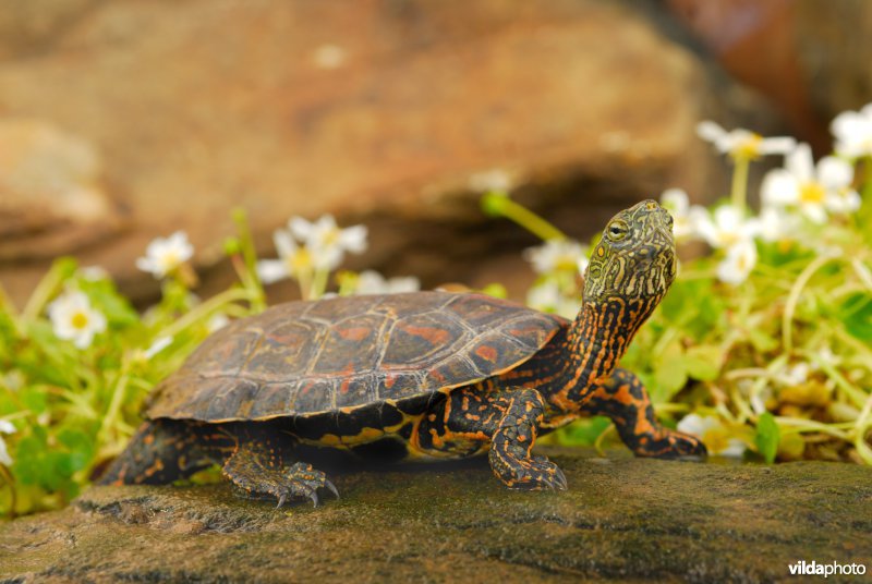 Moorse beekschildpad