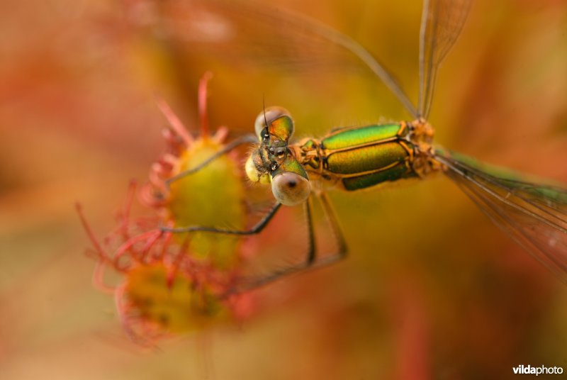 Pantserjuffer en zonnedauw