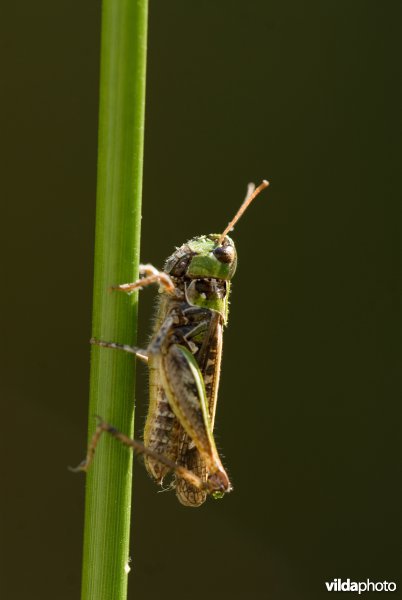 Knopsprietje