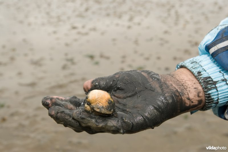 Kokkel op bemodderde hand