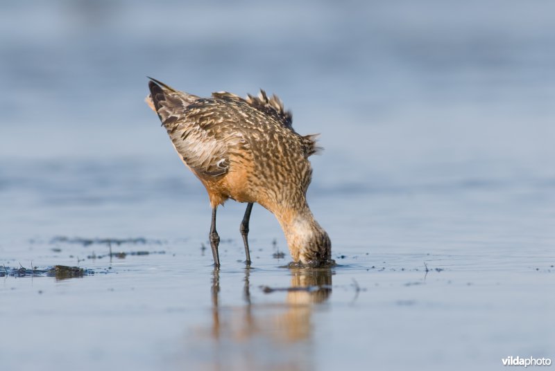 Rosse grutto zoekt voedsel op Wad