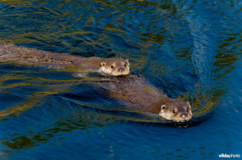 Twee zwemmende otters