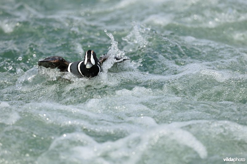 Harlekijneend op rivier