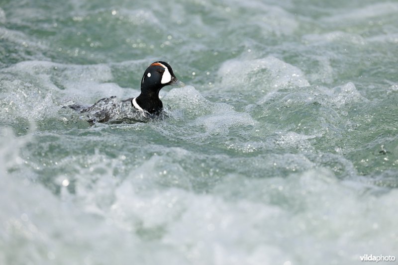 Harlekijneend op rivier