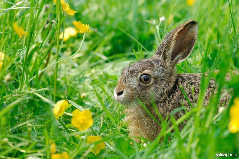 Jong haasje in het gras