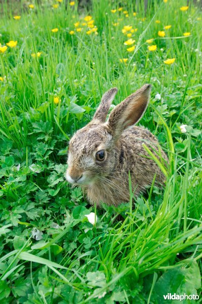 Jong haasje in het gras