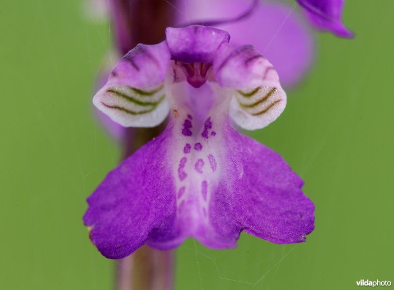 Harlekijnorchis van dichtbij