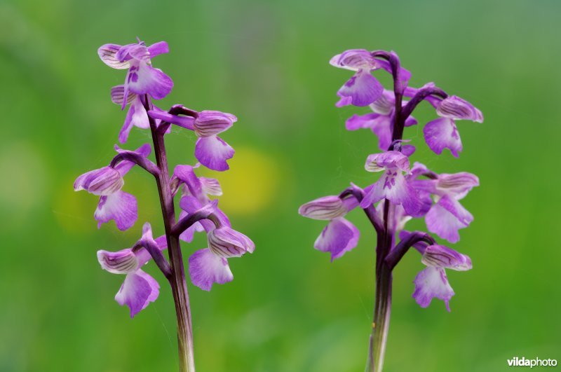Harlekijnorchis