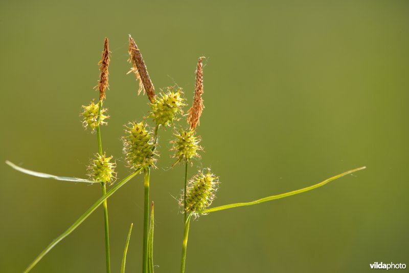 Geelgroene zegge